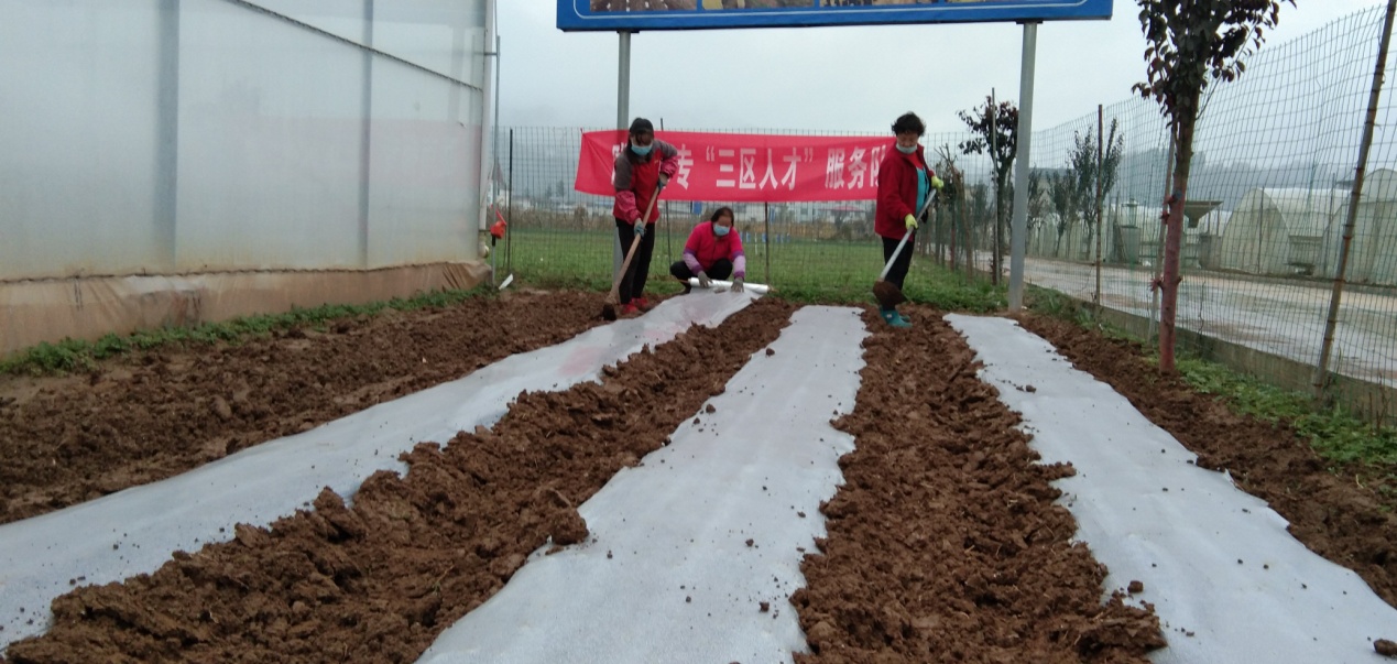 大蒜种质提升覆膜栽培11-5 (3).jpg